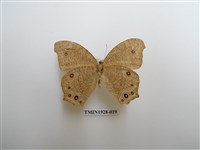 藏品(暮眼蝶)的圖片